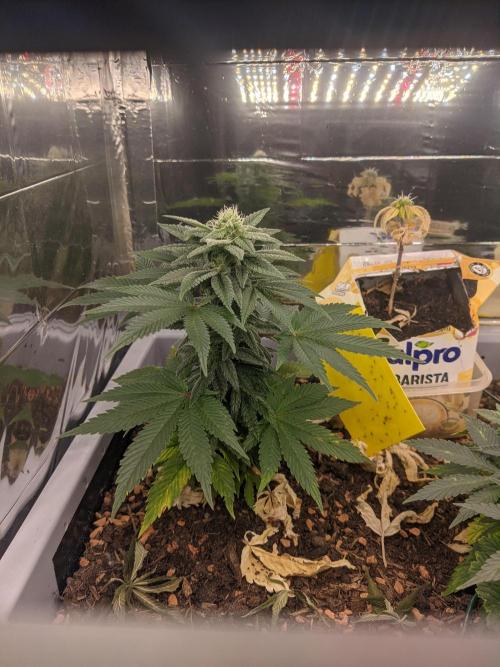 Critical Punch - 1000seeds. Week 10