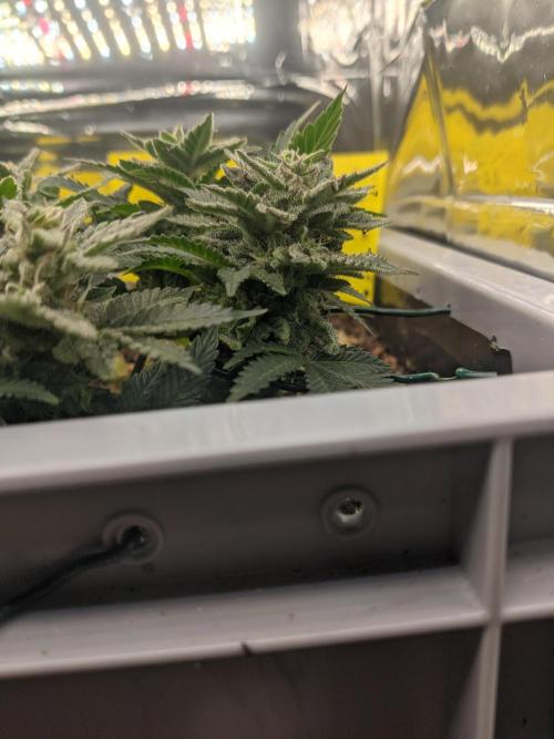 First Grow (3 Cherry Runtz). Week 13