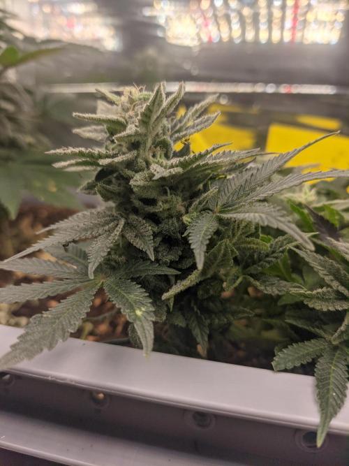 First Grow (3 Cherry Runtz). Week 13