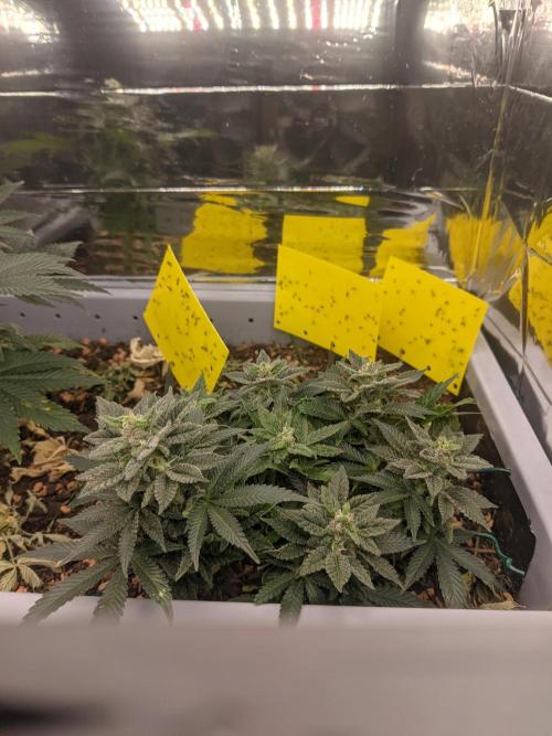 First Grow (3 Cherry Runtz). Week 13