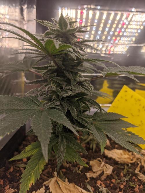 Critical Punch - 1000seeds. Week 11