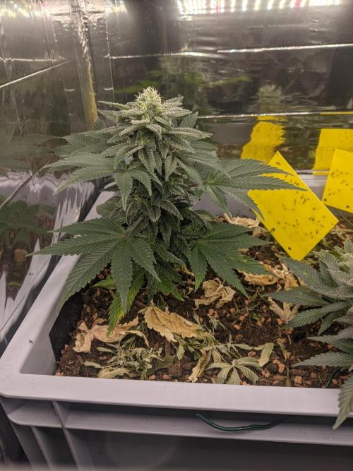 Critical Punch - 1000seeds. Week 11