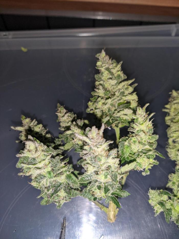 First Grow (3 Cherry Runtz). Week 14