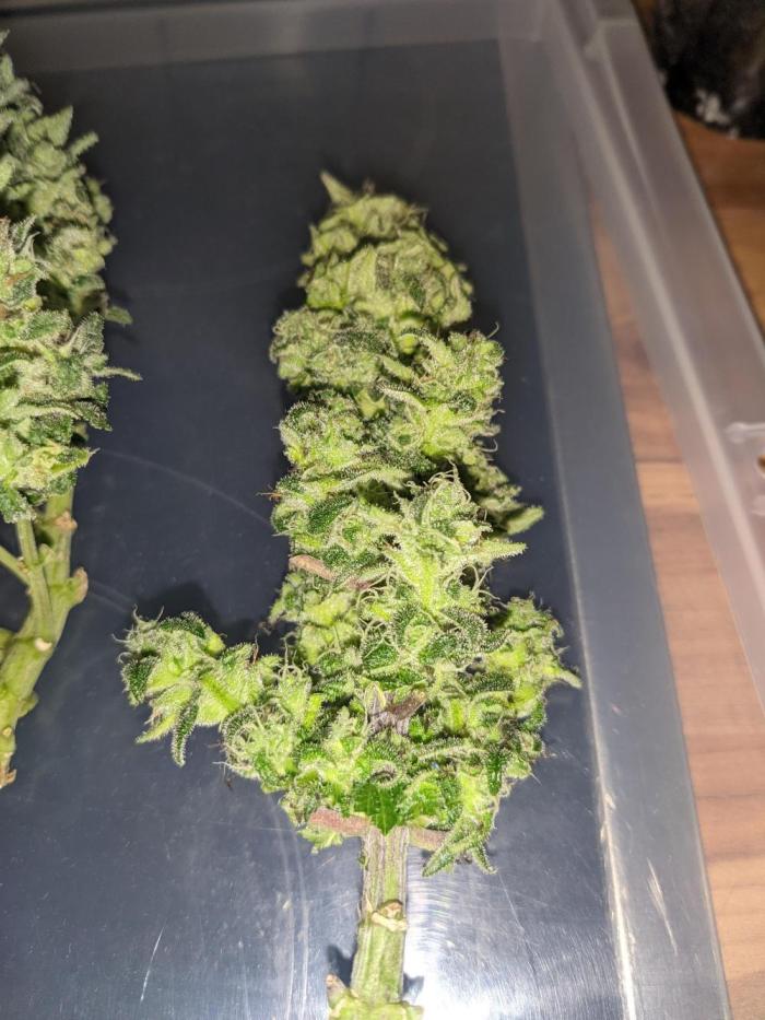 Critical Punch - 1000seeds. Week 12