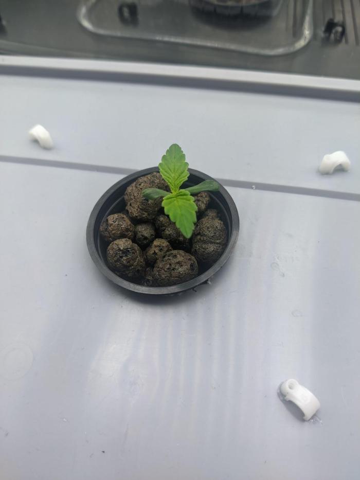 GC Auto and Milky Way Kratky. Week 1