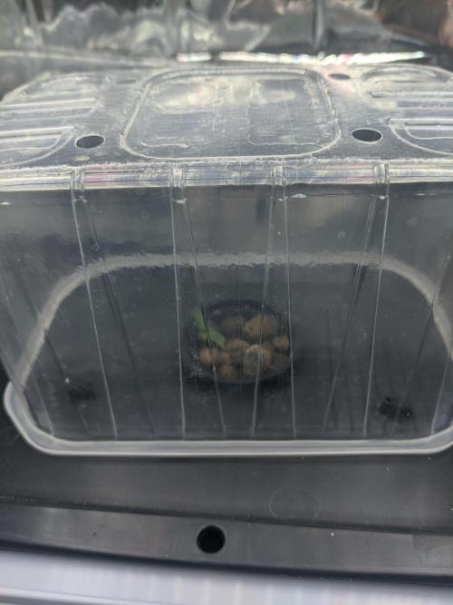 GC Auto and Milky Way Kratky. Week 2