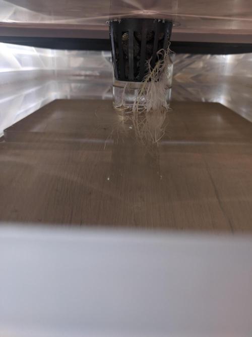 GC Auto and Milky Way Kratky. Week 2