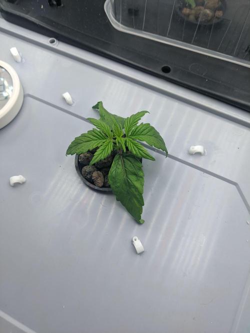 GC Auto and Milky Way Kratky. Week 2