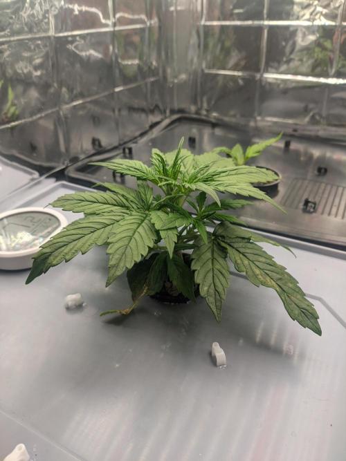 GC Auto and Milky Way Kratky. Week 3 - day 20