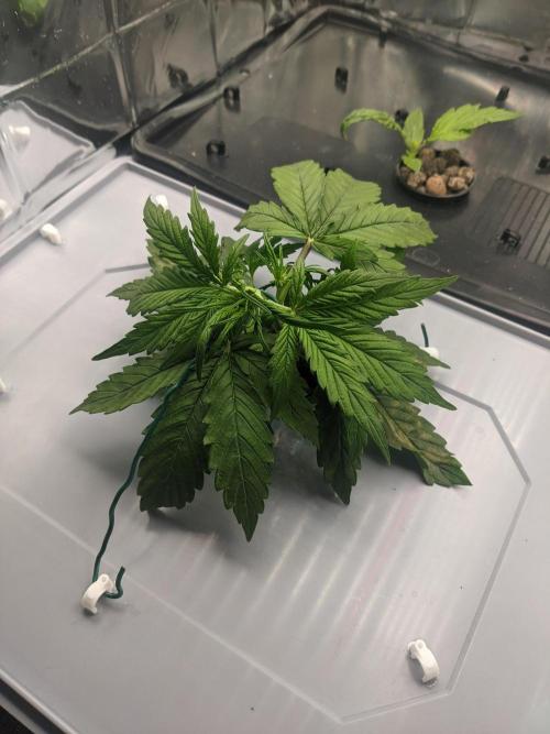 GC Auto and Milky Way Kratky. Week 3 - day 22, after lst to let some light onto the lower branches.