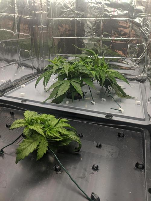 GC Auto and Milky Way Kratky. Week 4