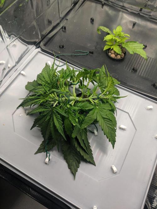 GC Auto and Milky Way Kratky. Week 4