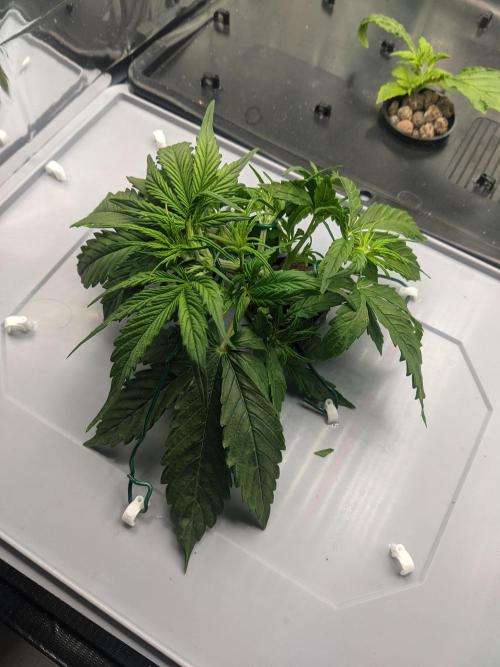 GC Auto and Milky Way Kratky. Week 4