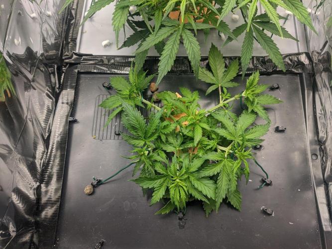 GC Auto and Milky Way Kratky. Week 5 - Milky Way is catching up