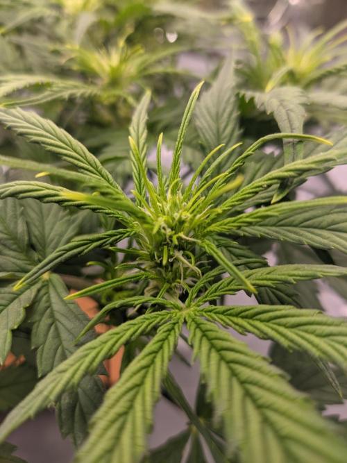 GC Auto and Milky Way Kratky. Week 5 - Flowers start forming