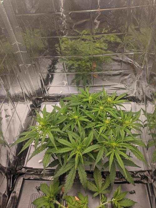 GC Auto and Milky Way Kratky. Week 5 - 2 days after defoliation