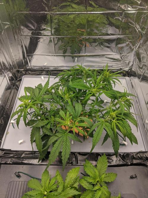 GC Auto and Milky Way Kratky. Week 5 - after defoliation