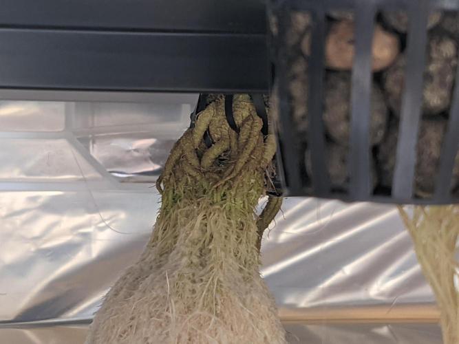 GC Auto and Milky Way Kratky. Week 5