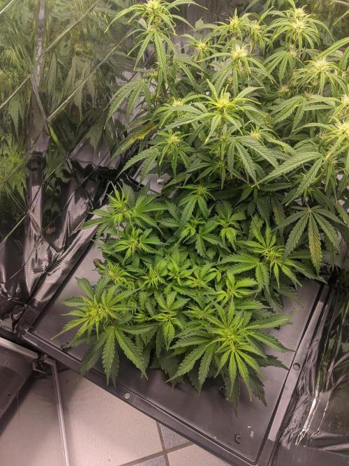 GC Auto and Milky Way Kratky. Week 6 - Milky Way starting to flower