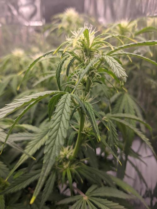 GC Auto and Milky Way Kratky. Week 6 - front right bud of the Green Crack