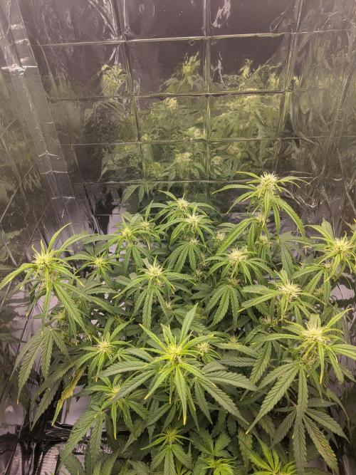 GC Auto and Milky Way Kratky. Week 6 - beauty
