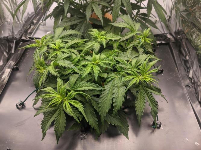 GC Auto and Milky Way Kratky. Week 6 - images 4 days prior
