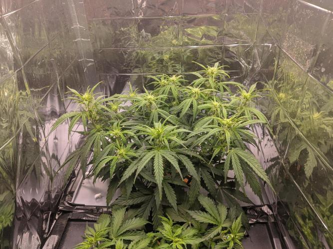 GC Auto and Milky Way Kratky. Week 6 - images 4 days prior