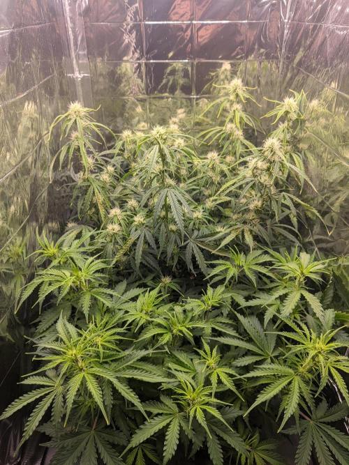GC Auto and Milky Way Kratky. Week 7