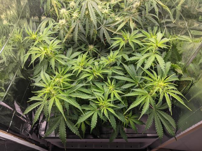GC Auto and Milky Way Kratky. Week 7