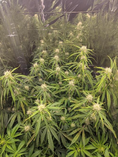 GC Auto and Milky Way Kratky. Week 7