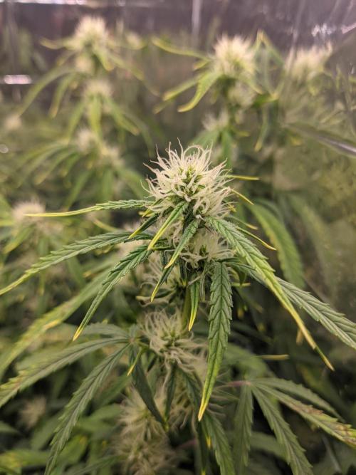 GC Auto and Milky Way Kratky. Week 7