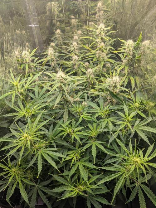 GC Auto and Milky Way Kratky. Week 9
