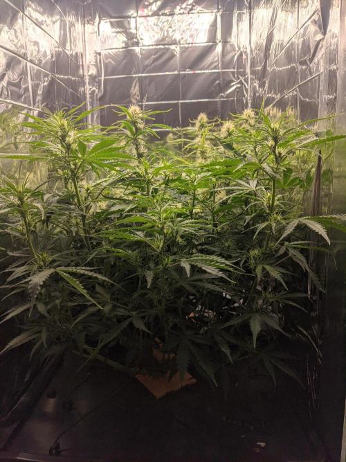 GC Auto and Milky Way Kratky. Week 9 - Height comparison 5 days after prior post