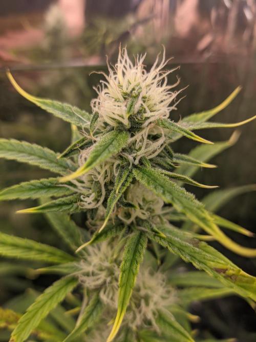 GC Auto and Milky Way Kratky. Week 9 - Comparison bud 5 days after prior