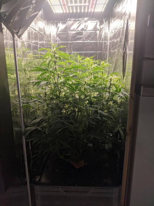 GC Auto and Milky Way Kratky. Week 9 - Height difference today