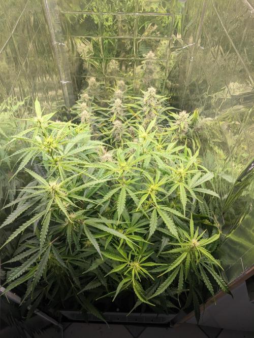GC Auto and Milky Way Kratky. Week 9
