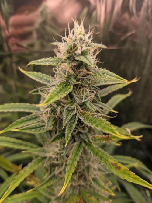 GC Auto and Milky Way Kratky. Week 9 - Comparison bud today