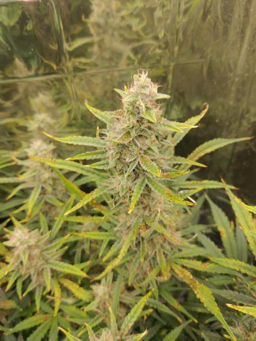 GC Auto and Milky Way Kratky. Week 10