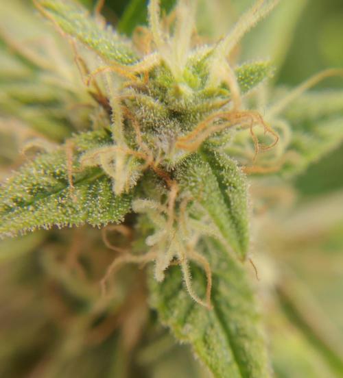 GC Auto and Milky Way Kratky. Week 10