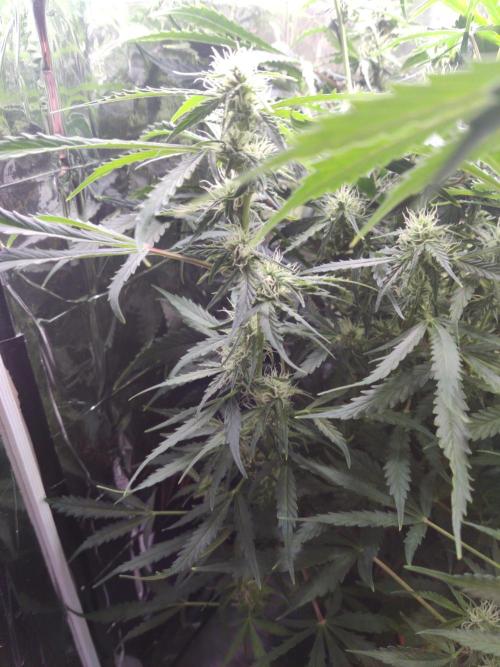 GC Auto and Milky Way Kratky. Week 10