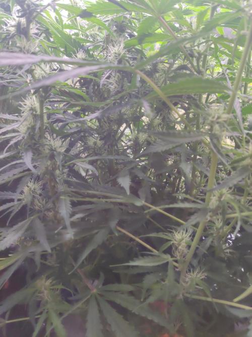GC Auto and Milky Way Kratky. Week 10