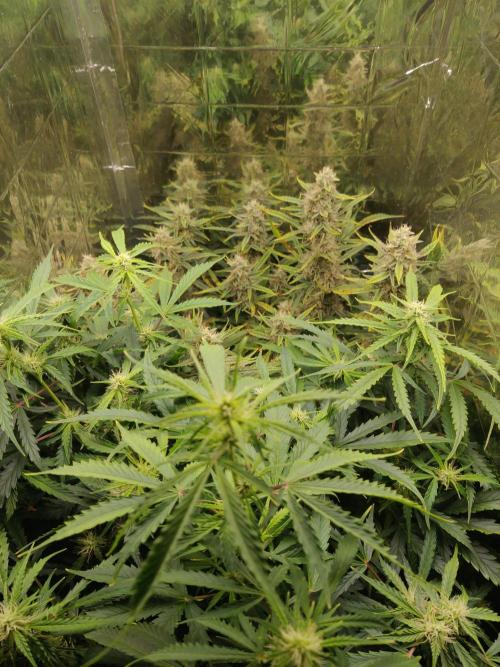 GC Auto and Milky Way Kratky. Week 10