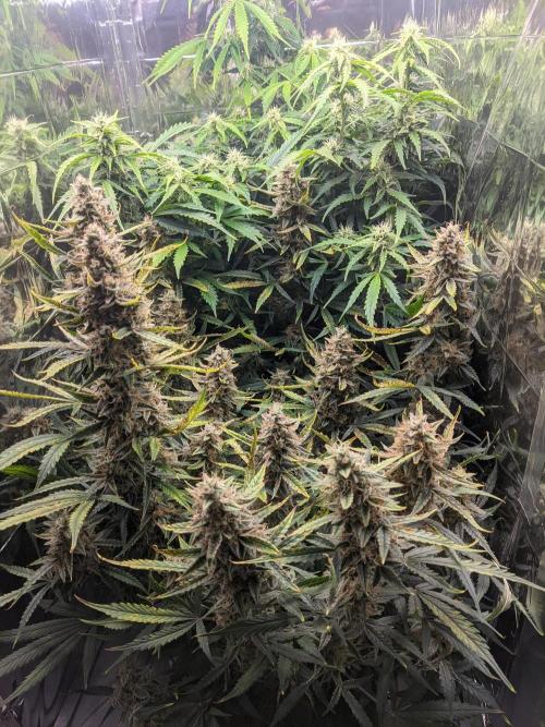 GC Auto and Milky Way Kratky. Week 11