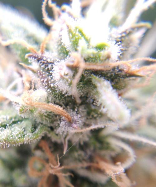 GC Auto and Milky Way Kratky. Week 11