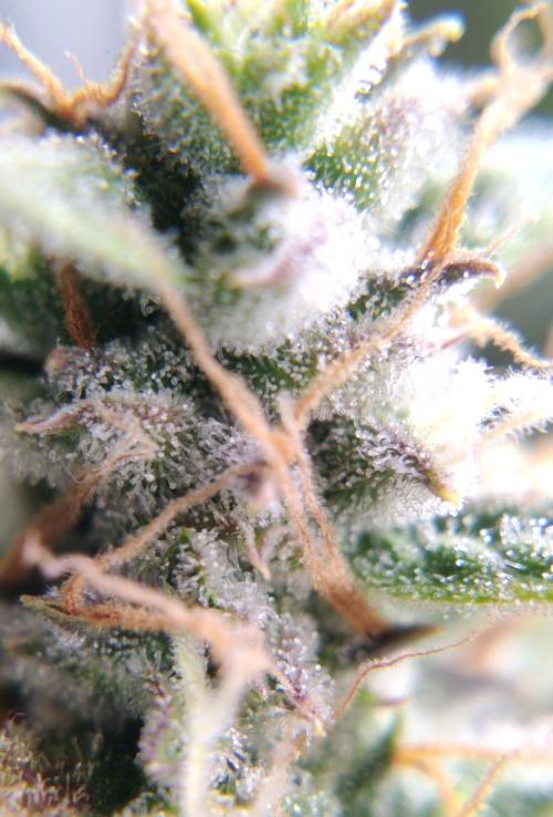 GC Auto and Milky Way Kratky. Week 11