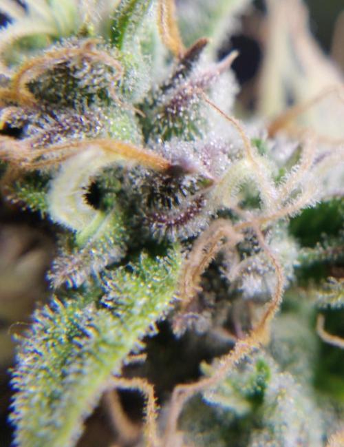 GC Auto and Milky Way Kratky. Week 11