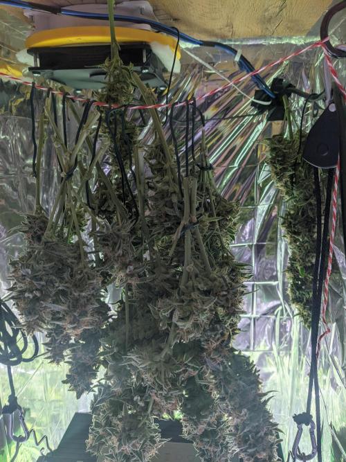 GC Auto and Milky Way Kratky. Week 11