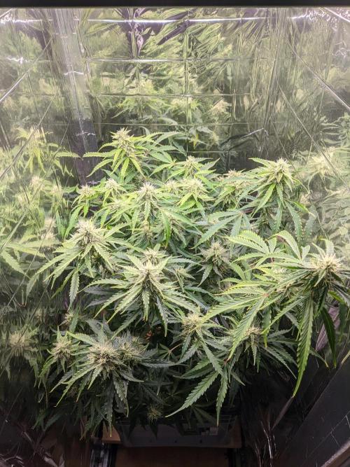 GC Auto and Milky Way Kratky. Week 12