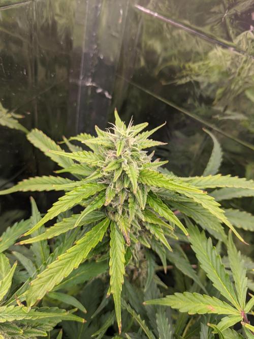 GC Auto and Milky Way Kratky. Week 12
