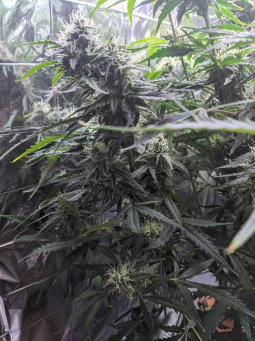 GC Auto and Milky Way Kratky. Week 12